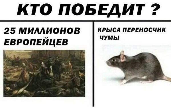 Обработка от грызунов крыс и мышей в Кирове