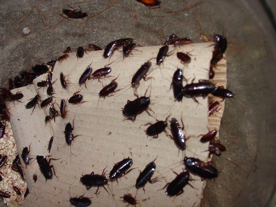 Огромные тараканы в квартире как избавиться