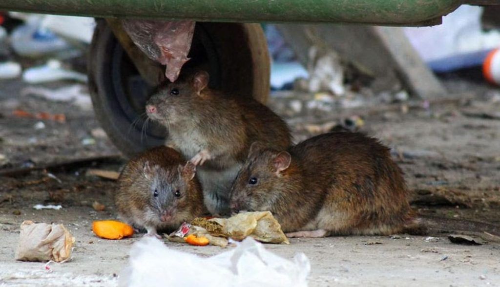 Травить грызунов крыс и мышей в Кирове