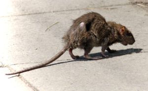 Фирма по уничтожению грызунов, крыс и мышей в Кирове