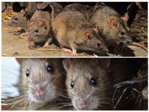 Травить грызунов крыс и мышей в Кирове