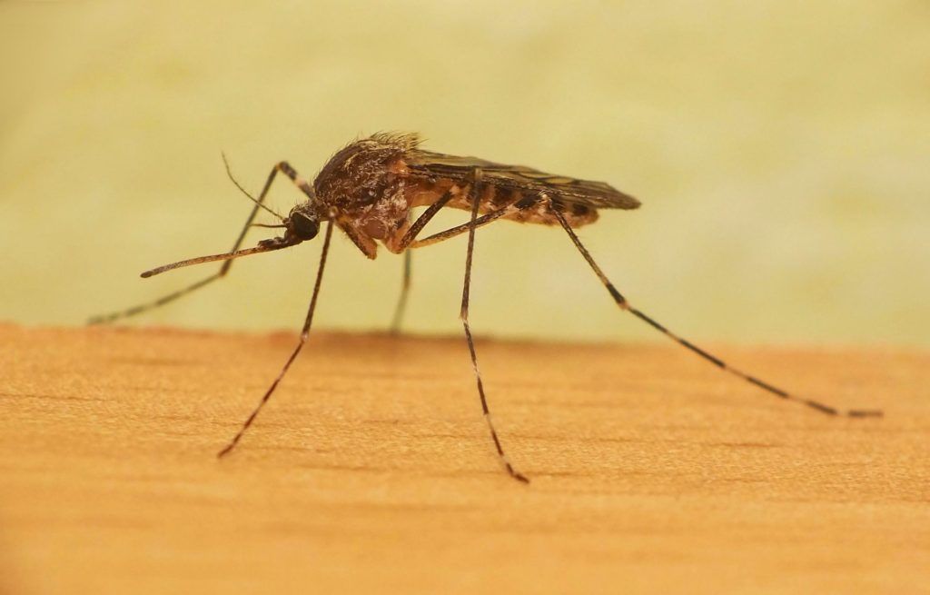 Уничтожение комаров в Кирове