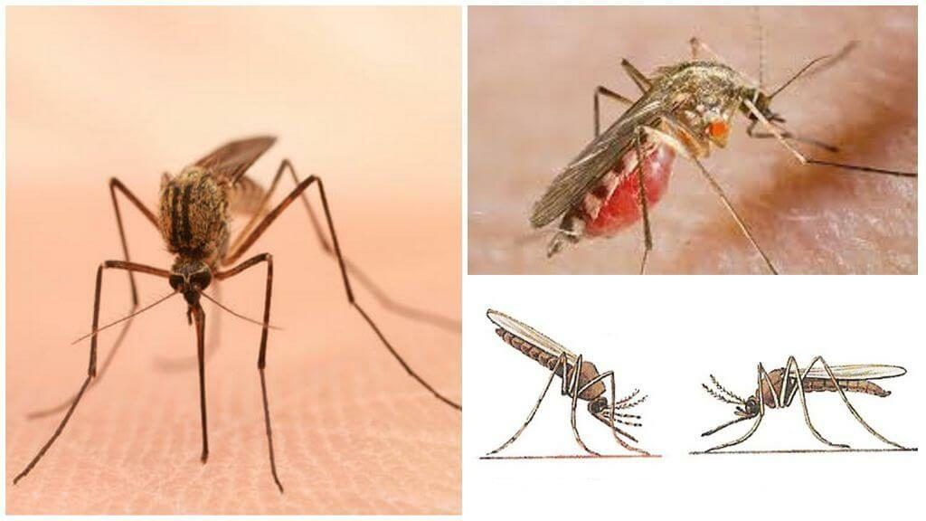 Уничтожение комаров в Кирове