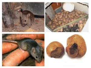Служба по уничтожению грызунов, крыс и мышей в Кирове