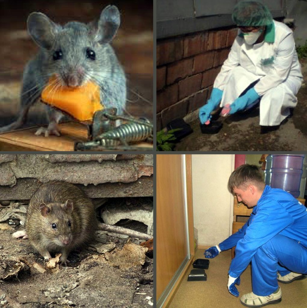 Дезинфекция от грызунов, крыс и мышей в Кирове