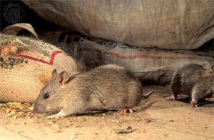 Дератизация от грызунов от крыс и мышей в Кирове