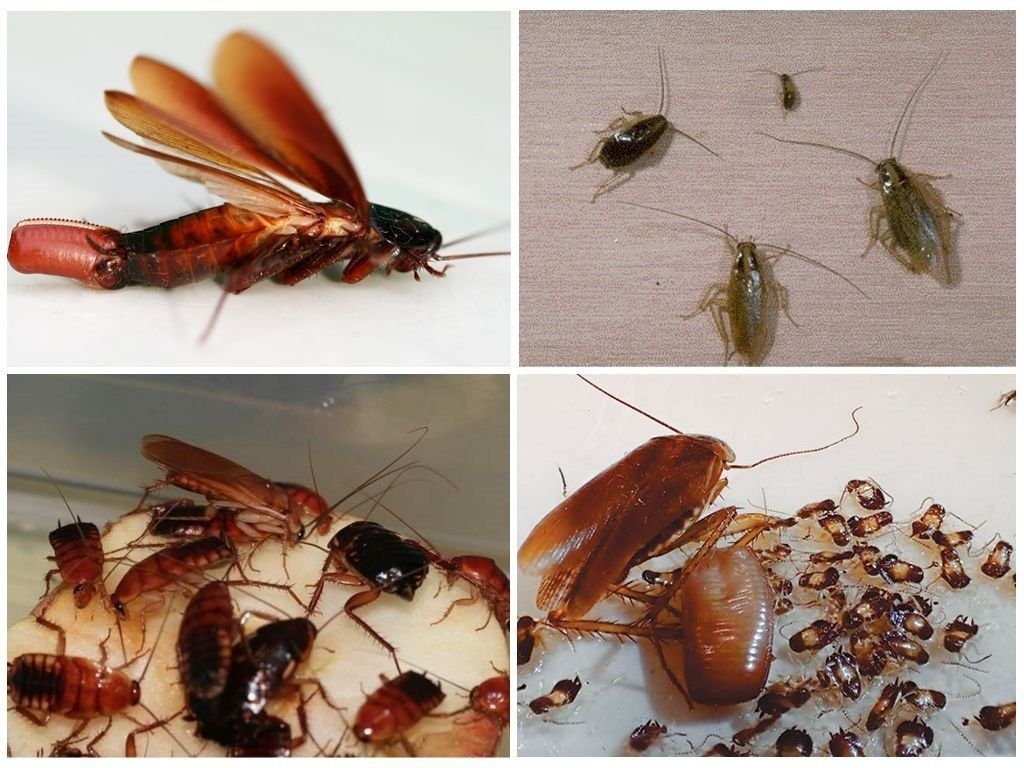 Уничтожение тараканов в квартире в Кирове 