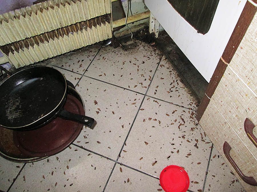 Санэпидемстанция от тараканов в Кирове, вызвать, цены